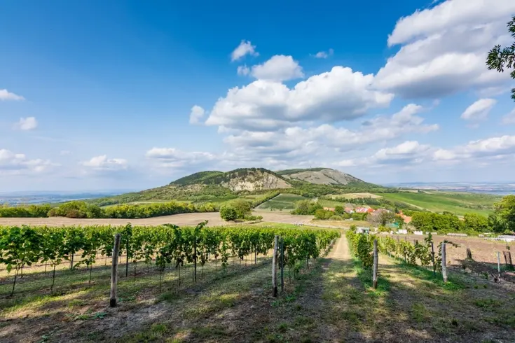Pálava a vinice